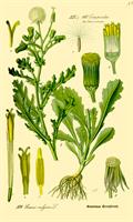 groundsel